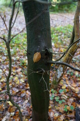 Buchen Blätter am Baum heftend