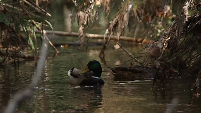 Video a c&aacute;mara lenta de patos sobre un lago meti&eacute;ndo la cabeza en el agua