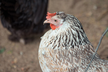 chicken on a farm