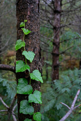 Naklejka premium The green ivy climbing on the tree