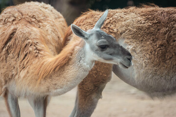 Fototapeta premium llama in the zoo