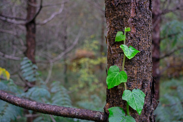 The green ivy climbing on the tree