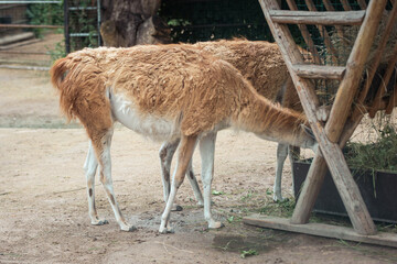 llama in the zoo