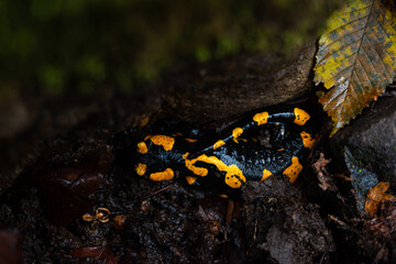 Salamandra wildlife animal in forest walking in autumn leaves