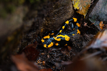 Salamandra wildlife animal in forest walking in autumn leaves