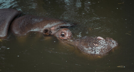 hippo in water