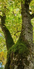 Obraz premium mossy tree trunk with green canopy