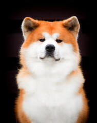 portrait of japanese akita dog