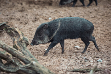 wild boar pig