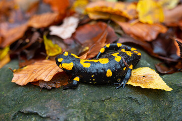 Salamandra wildlife animal in forest walking in autumn leaves