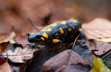 Salamandra wildlife animal in forest walking in autumn leaves