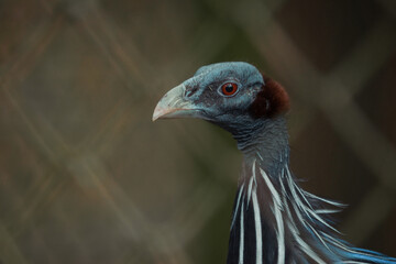 close up of a head of a peacock