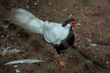 black and white bird