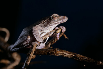 Laubfrosch aus Asien sitzt in der Nacht auf einem Zweig, Hintergrund dunkel (Polypedates...