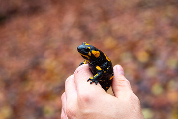 holding Salamandra in hands, November in nature