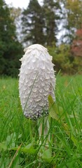 white mushroom in the grass