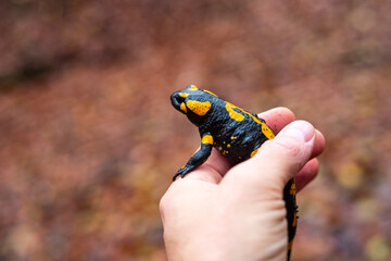 holding Salamandra in hands, November in nature