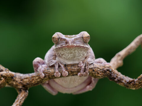 รูปภาพPolypedates เลือกดูภาพถ่ายสต็อก เวกเตอร์ และวิดีโอ778 Adobe Stock