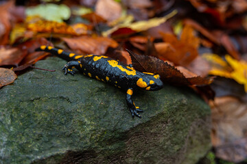 Salamandra wildlife animal in forest walking in autumn leaves