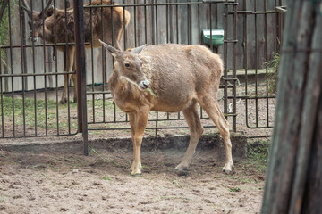 deer in the zoo