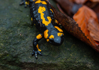 Salamandra wildlife animal in forest walking in autumn leaves