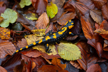 Salamandra wildlife animal in forest walking in autumn leaves