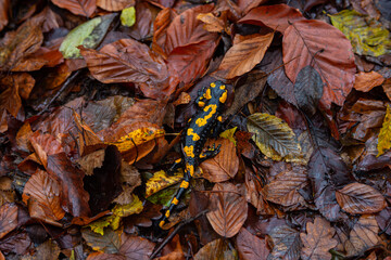 Salamandra wildlife animal in forest walking in autumn leaves