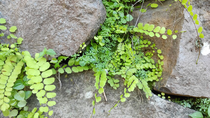 Grass Growing Up on Stone Wall. Rocks and Green Leaves Texture for Background.