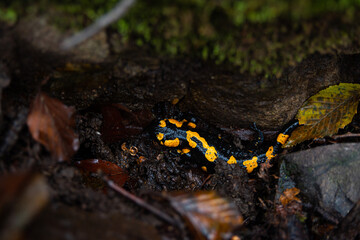 Fototapeta premium Salamandra wildlife animal in forest walking in autumn leaves