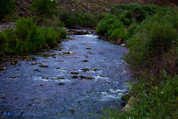 stream in the forest