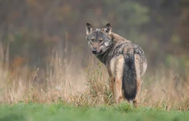 Zelfklevend Fotobehang Grey wolf in natural scenery ( Canis lupus ) © Piotr Krzeslak