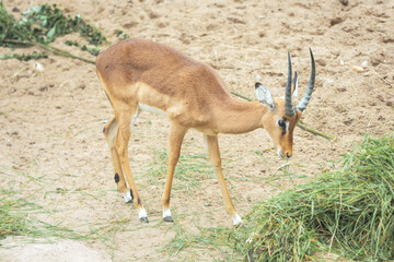 impala antelope in the zoo