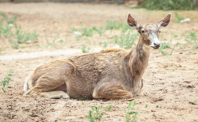 animal laying on the ground