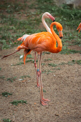 pink flamingo in zoo