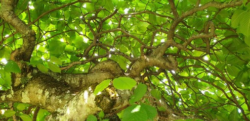 twisted branches and green leaves