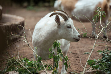 goat eating grass
