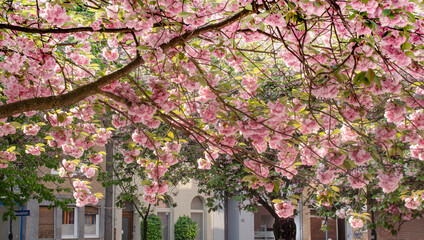 Japanische Kirschblüten Baum 
