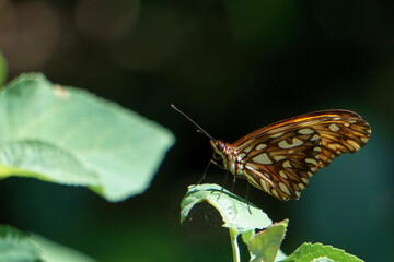 Fototapeta premium butterfly on a flower