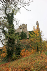 autumn view of the old medieval castle ruins covered by green ivy
