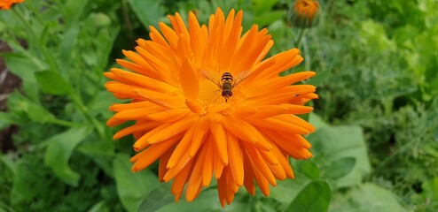 fly on an orange flower