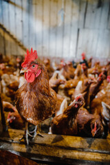 Selective focus vertical shot of a rooster having a group of hens behind in a chicken coop © Kaspars Teilans/Wirestock