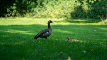 Goose in the park