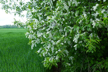 Kwitnąca wiosną Czeremcha zwyczajna (Padus avium Mill)