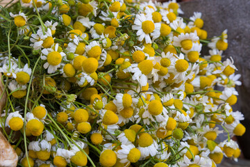 Beautiful chamomile flowers in table