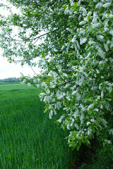 Kwitnąca wiosną Czeremcha zwyczajna (Padus avium Mill)