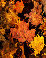 Waterdrops on Leaves II