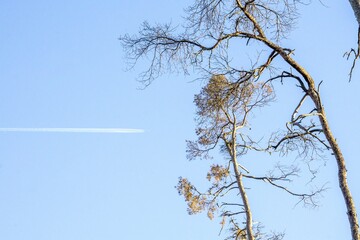 airplane in the sky over dying forest