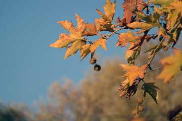 Image of golden yellow autumn leaves on tree branches and acorns hanging in sunny November day with clear blue sky, a golden hour photograph as fall background with the combination of yellow and blue