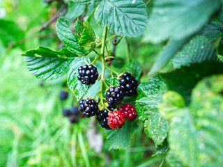 Fototapeta Smaczne i pełne witamin owoce jeżyna zwana również jako ostrężyna (Rubus L.) dojrzewa w lecie obraz