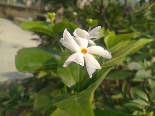 Night Jasmine Flower